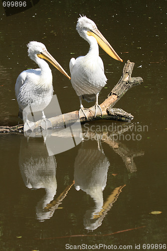 Image of pelicans