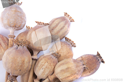 Image of poppy heads