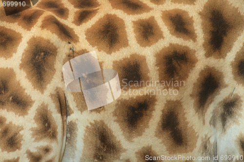 Image of giraffe texture