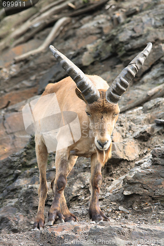 Image of chamois