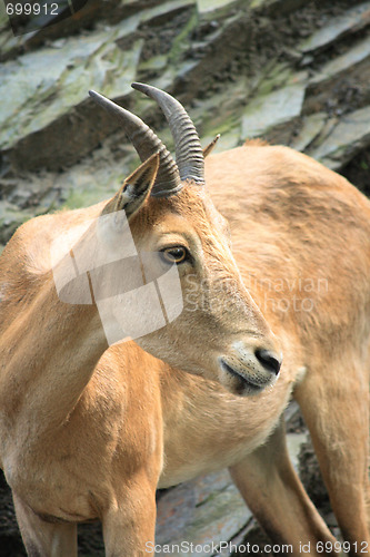 Image of chamois