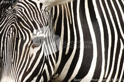 Image of zebra texture