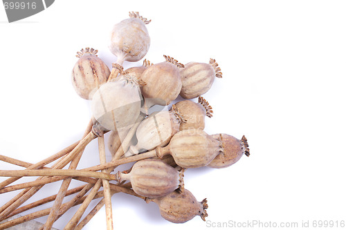 Image of poppy heads