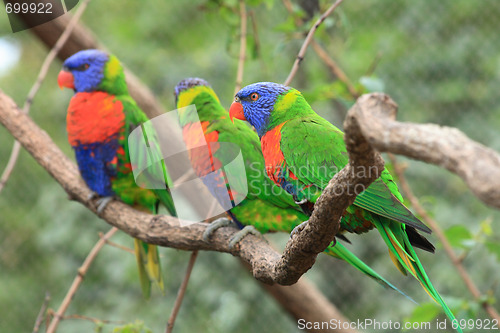 Image of color parrots