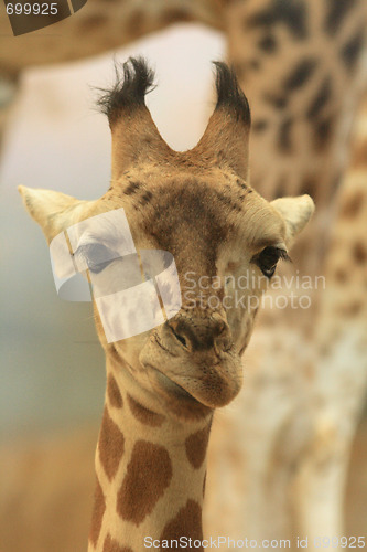 Image of young giraffe