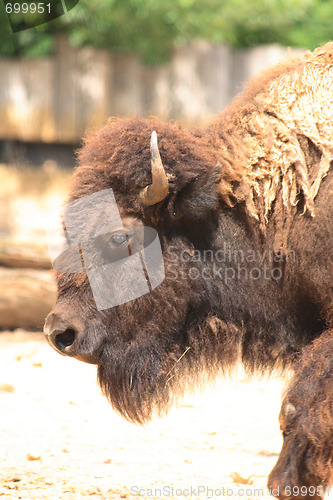 Image of bull head