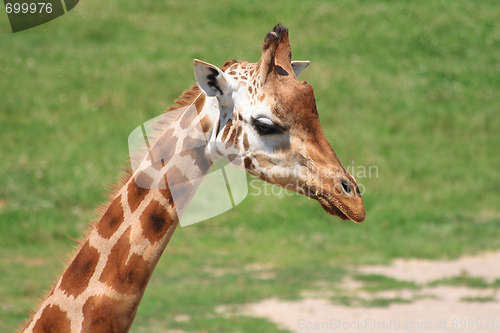 Image of young giraffe
