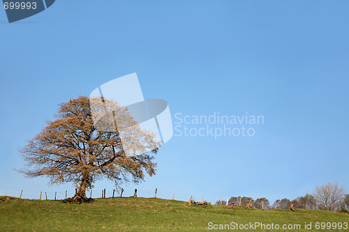 Image of Sycamore Tree in Autumn