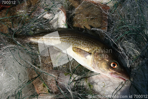 Image of Baltic sea cod.