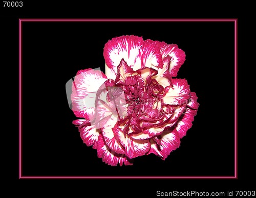 Image of Pink carnation