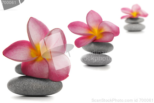 Image of Flowers and Pebbles