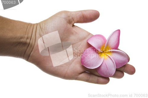 Image of Handshake with Pink Flower