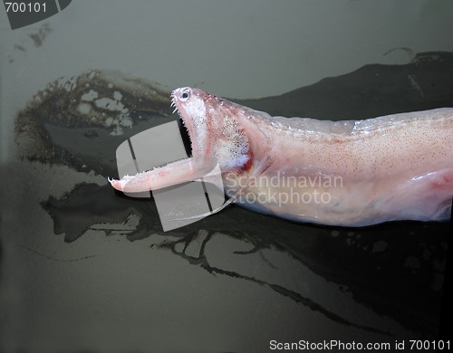 Image of lizardfish or Bombay duck