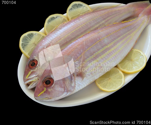 Image of two golden threadfin fish