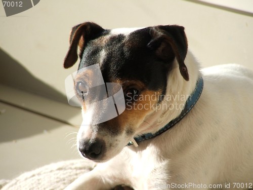 Image of Fox Terrier