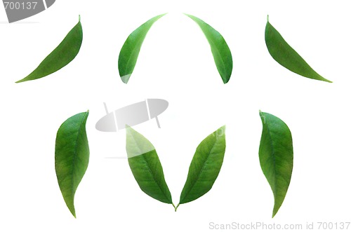 Image of green leaves