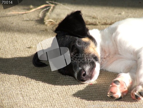 Image of Fox Terrier Puppy