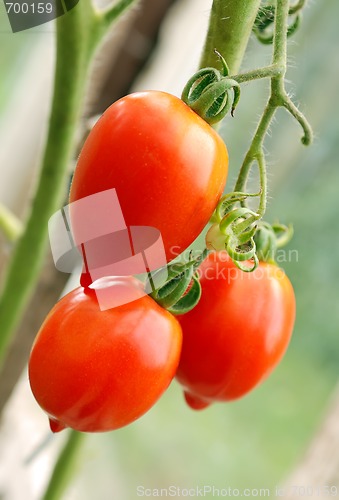 Image of Bunch of ripe tomatoes