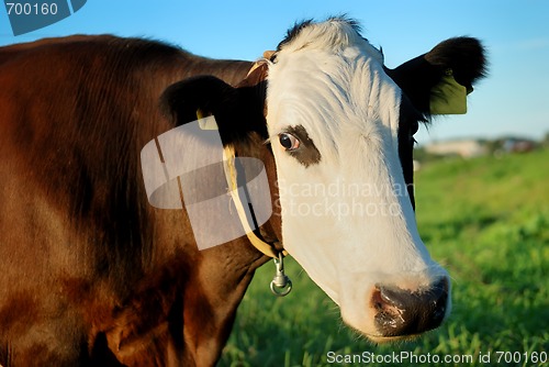 Image of brown cow with white muzzle