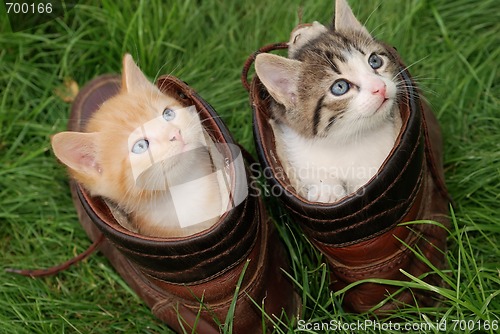 Image of kittens in high shoes