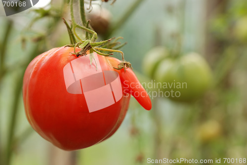 Image of Single big red tomato