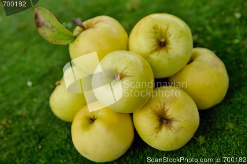 Image of apples on green grass