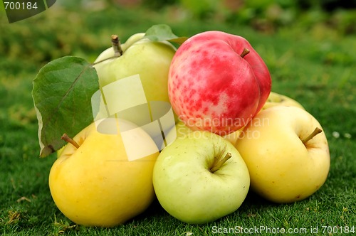 Image of apples on green grass