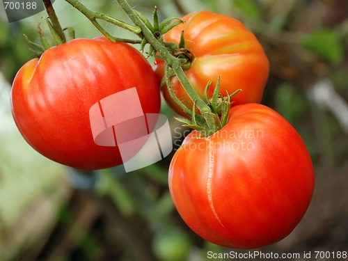 Image of bunch of big red tomatoes