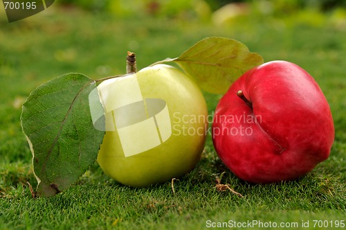 Image of Pair of apples on green grass outdoors_2