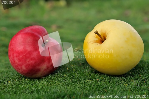 Image of Pair of apples on green grass outdoors