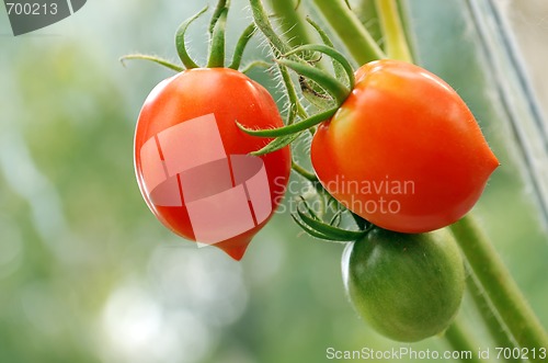 Image of cluster of tomatoes