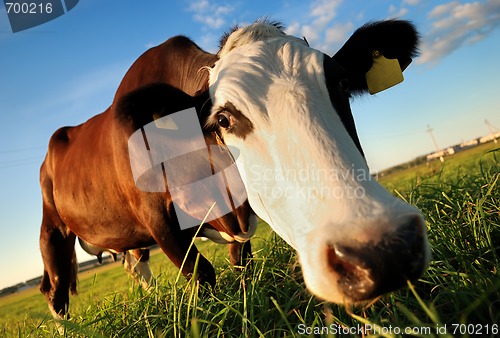 Image of Curious brown cow