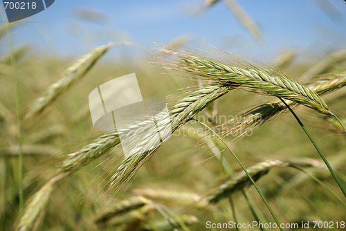 Image of Rye (wheat) field