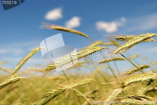 Image of Rye (wheat) field