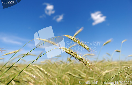 Image of Rye (wheat) field