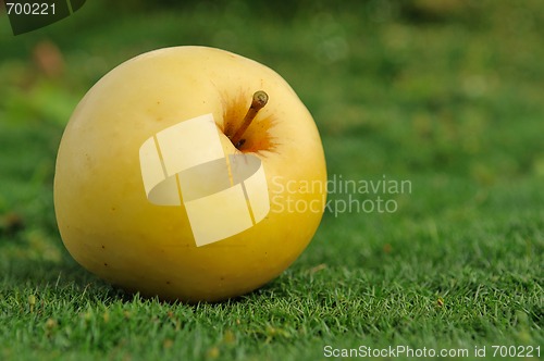 Image of yellow apple on green grass outdoors
