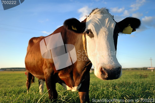 Image of close-up portrait of brown cow