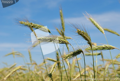Image of Ears of rye (wheat)