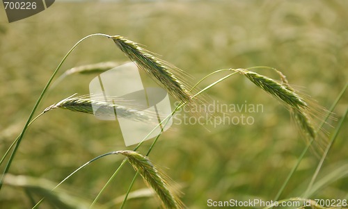 Image of Ears of rye (wheat)