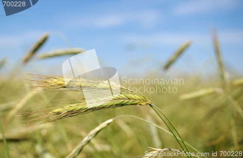 Image of Ears of rye (wheat)