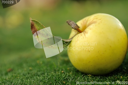 Image of Yellow apple on green grass