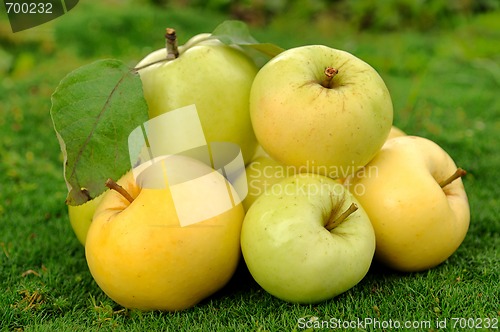 Image of Heap of apples on green grass_2