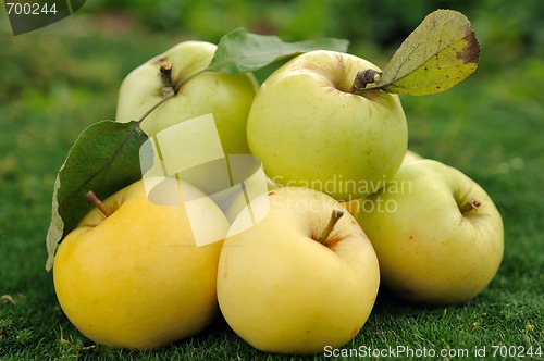 Image of Heap of apples on green grass