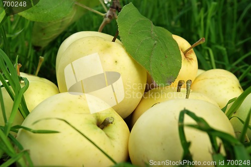 Image of ripe yellow apples