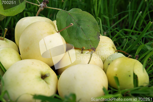 Image of group of white juice apples