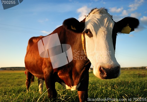 Image of close-up portrait of brown cow