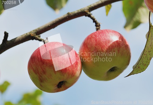 Image of Pair of apples on tree outdoors