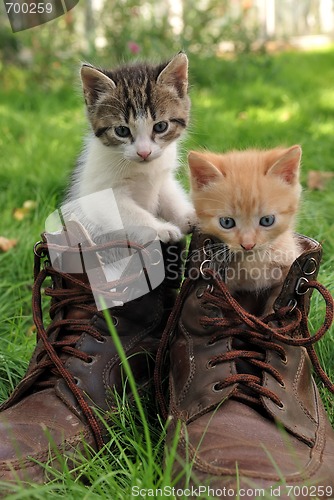 Image of pair of kittens in high shoes outdoor