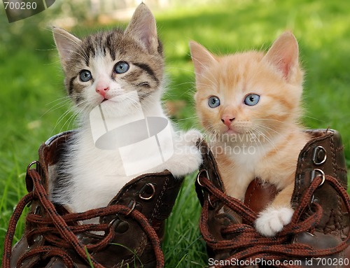 Image of kitten in boots