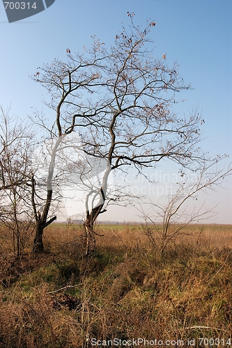 Image of Tree